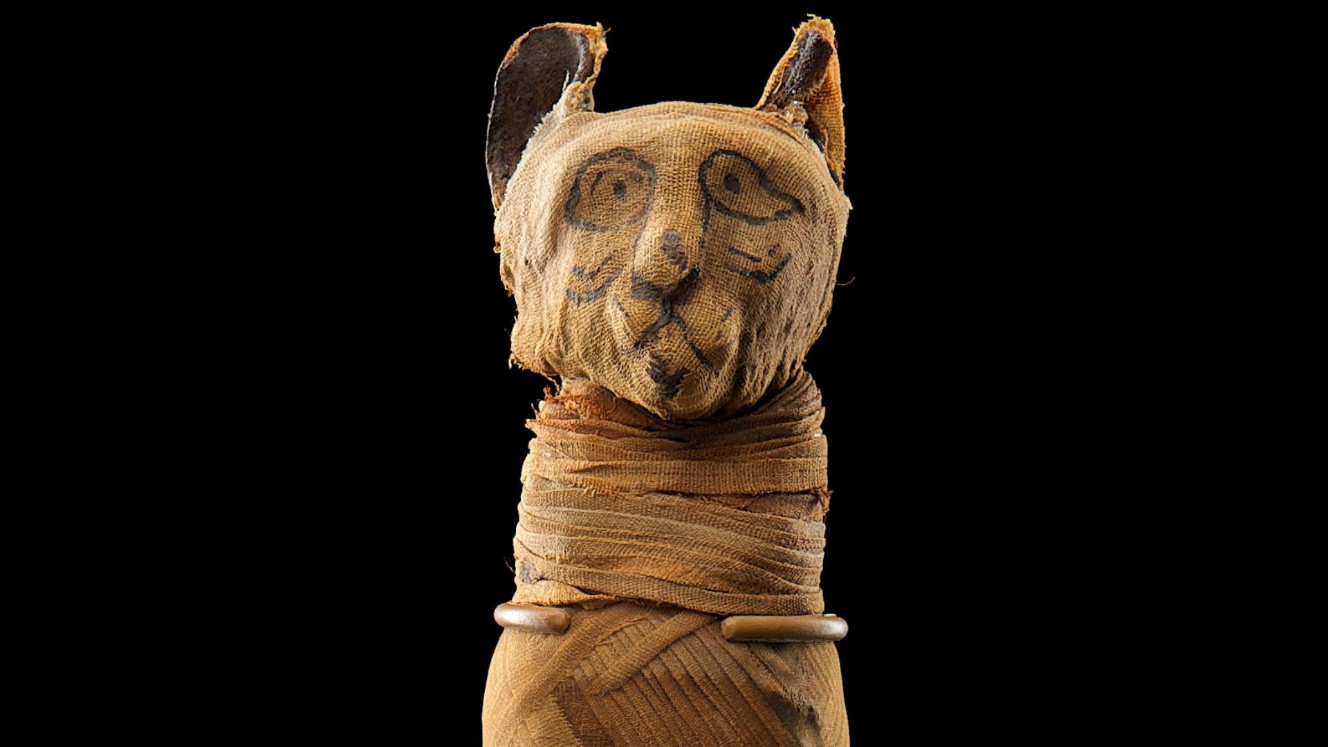 Image of mummified cat from Mummies of the World: Exhibition featured at the Discovery Center of Idaho.